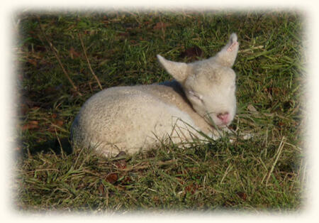 pic of white lamb folded up sleeping in grass